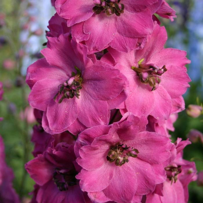 Delphinium New Millennium Pink Punch