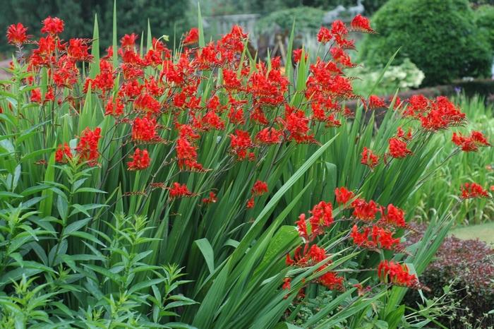 Crocosmia Lucifer