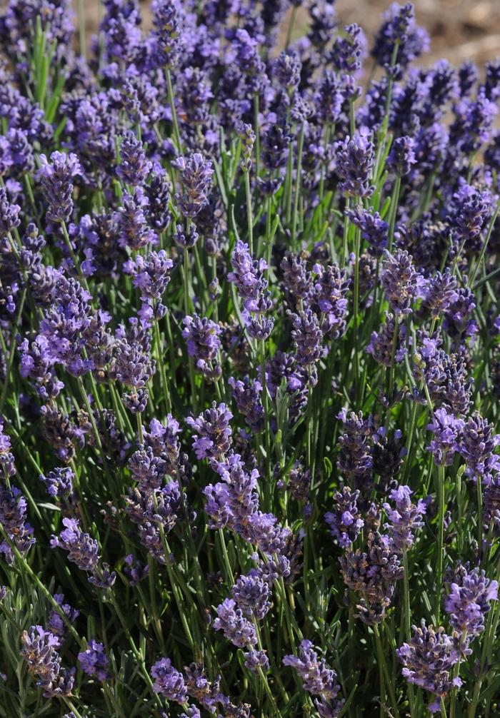 Lavandula Super Blue