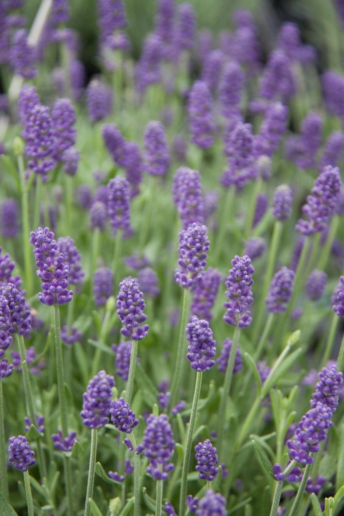 Lavandula angustifolia Sweet Dreams™ Blue