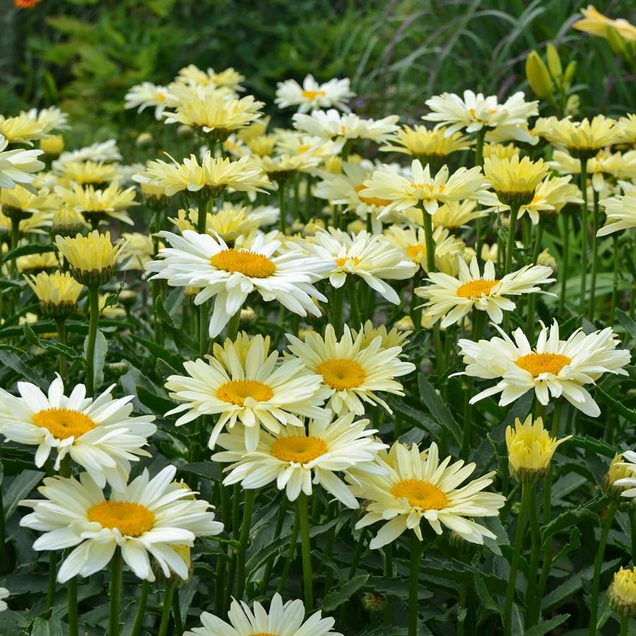 Leucanthemum Amazing Daisies® Banana Cream ll