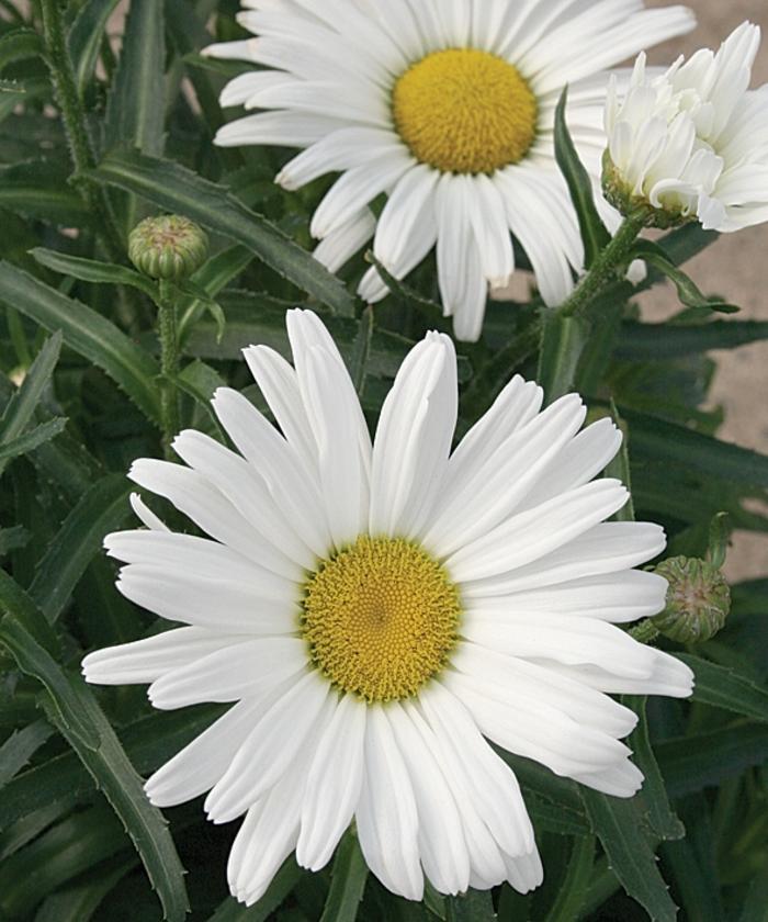 Leucanthemum Amazing Daisies® Daisy May