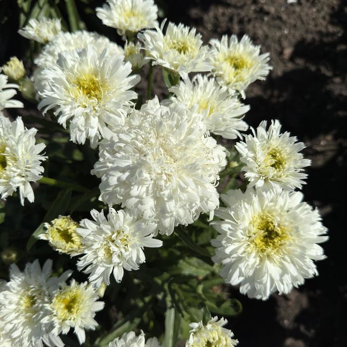 Leucanthemum Amazing Daisies® Marshmallow