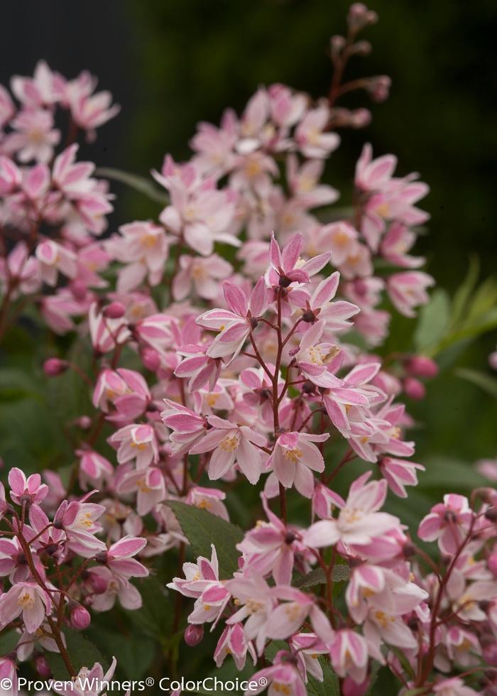 Deutzia Yuki Cherry Blossom® PP28347