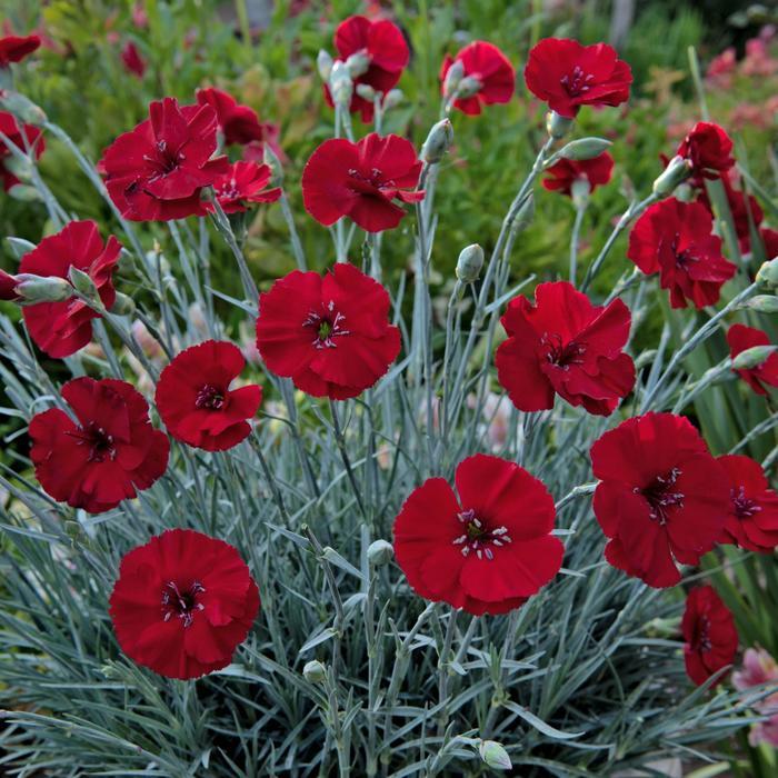 Dianthus American Pie® Cherry Pie