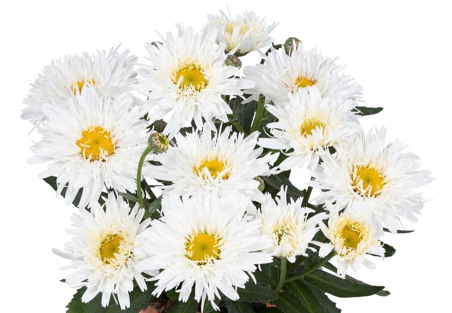 Leucanthemum Sweet Daisy™ Rebecca