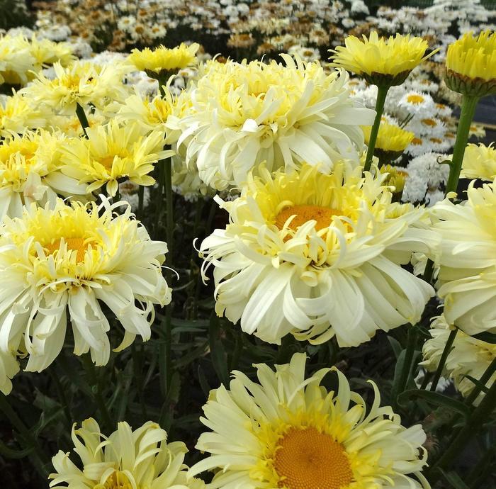 Leucanthemum x superbum RealFlor® Real Charmer