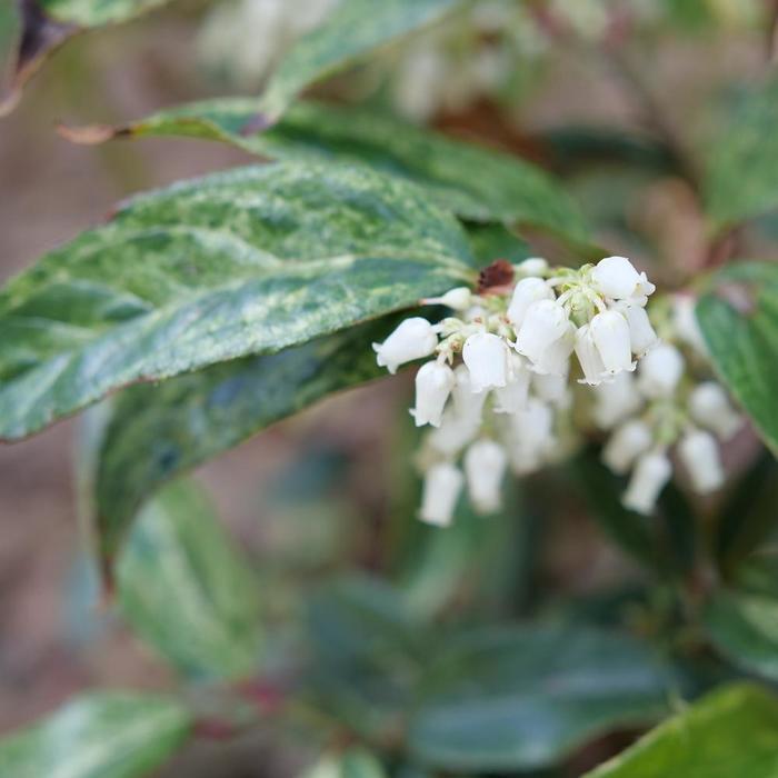 Leucothoe fontanesiana Paisley Pup® PP35833