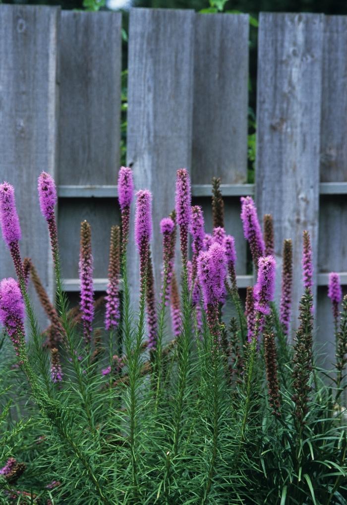 Liatris spicata Kobold Original