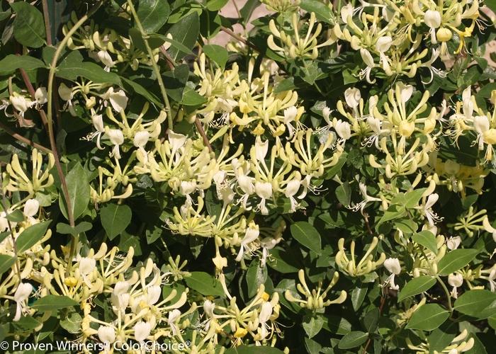 Lonicera periclymenum Scentsation PP16240