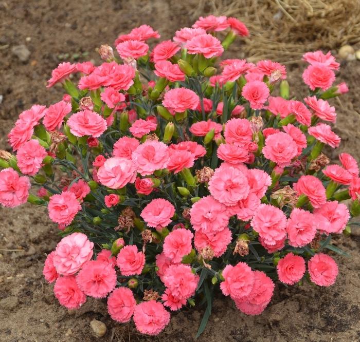 Dianthus Fruit Punch® Classic Coral