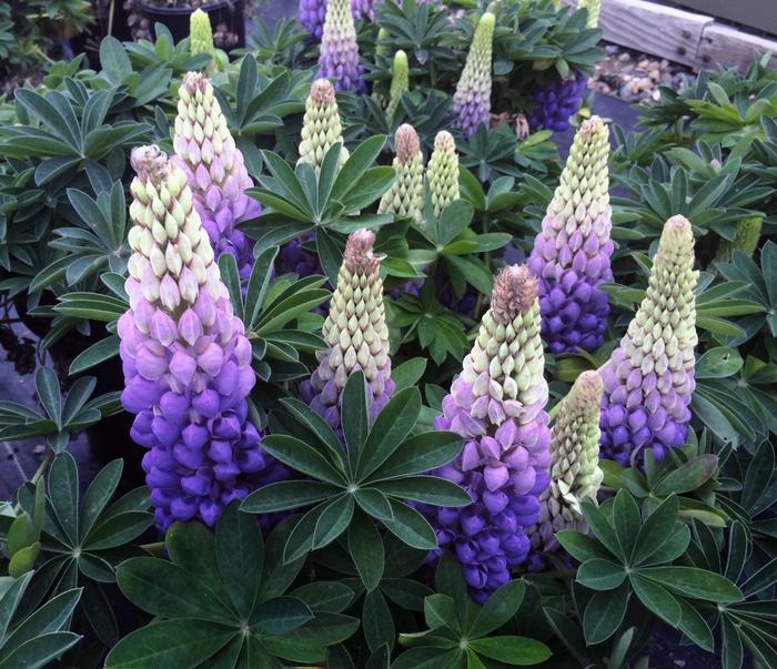 Lupinus Westcountry™ Persian Slipper PP18733