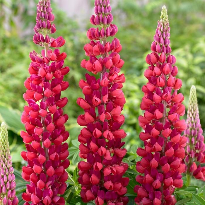 Lupinus Westcountry™ Red Rum PP18709