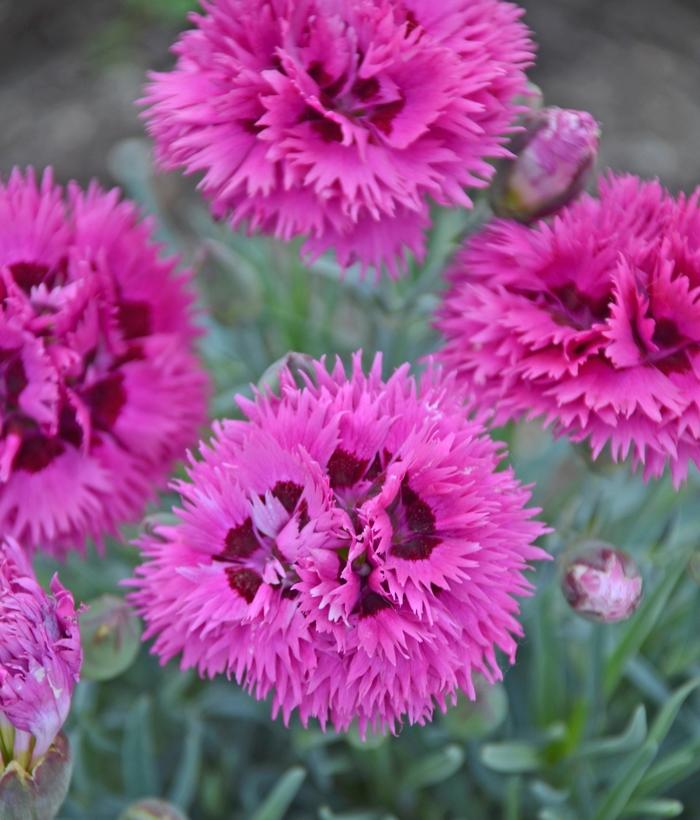 Dianthus Fruit Punch® Spiked Punch