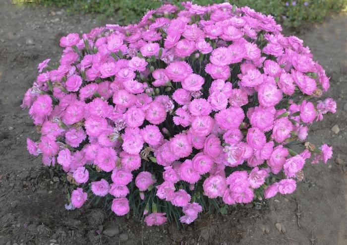 Dianthus Fruit Punch® Sweetie Pie