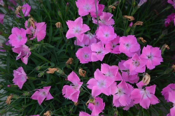 Dianthus Kahori® Pink
