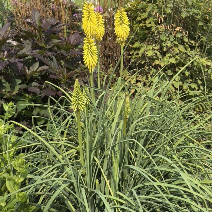Kniphofia Gold Rush PP32262