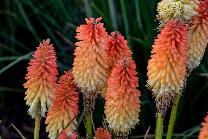 Kniphofia Pyromania® Hot and Cold PP31185
