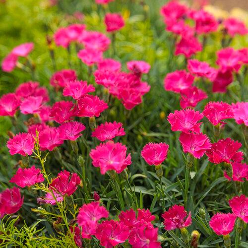 Dianthus Paint the Town Magenta