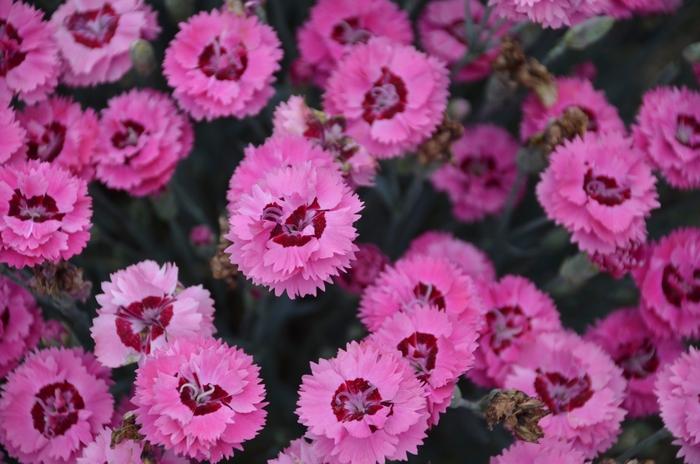 Dianthus Pretty Poppers® Cute as a Button