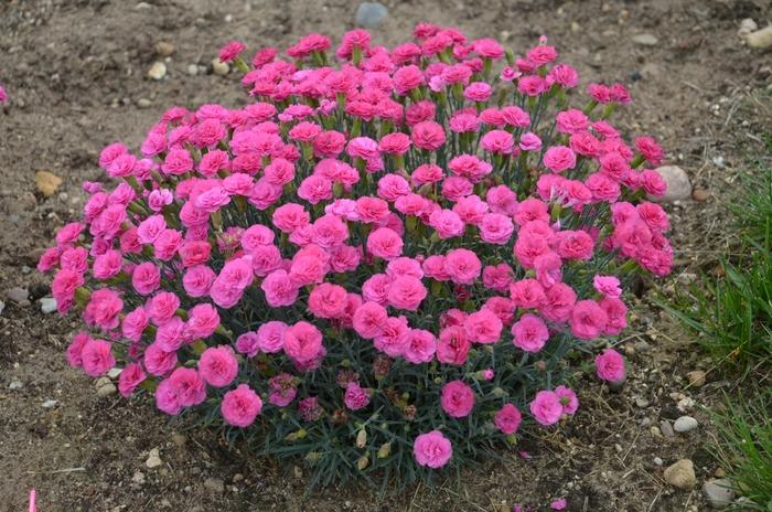 Dianthus Pretty Poppers® Double Bubble