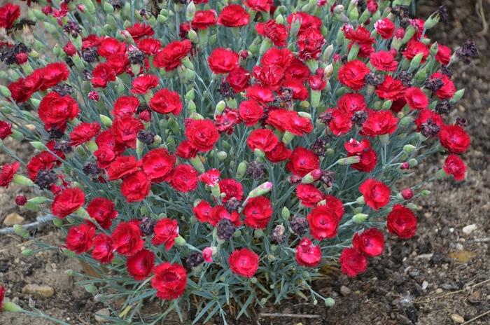 Dianthus Pretty Poppers® Electric Red