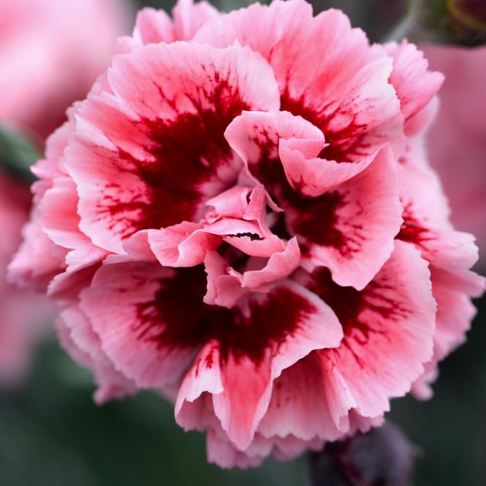 Dianthus Scent First® Sugar Plum