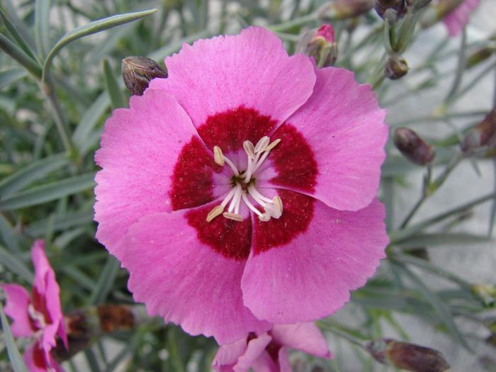 Dianthus Star™ Peppermint Star