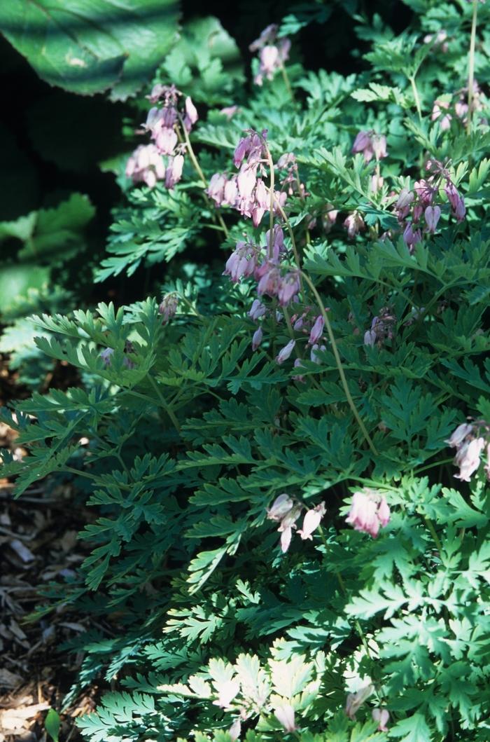 Dicentra eximia 