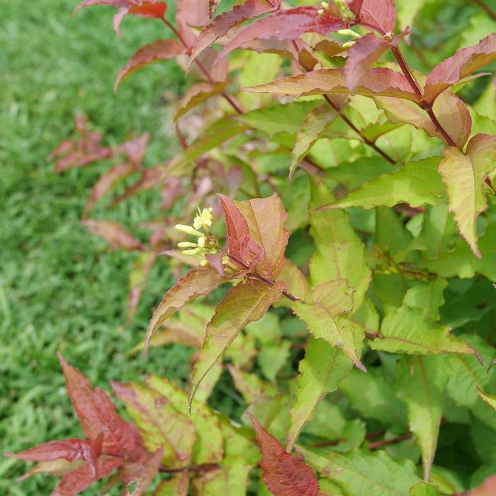 Diervilla sp. Kodiak® Red 2.0 PP35792