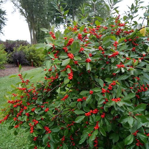 Ilex verticillata Berry Heavy®