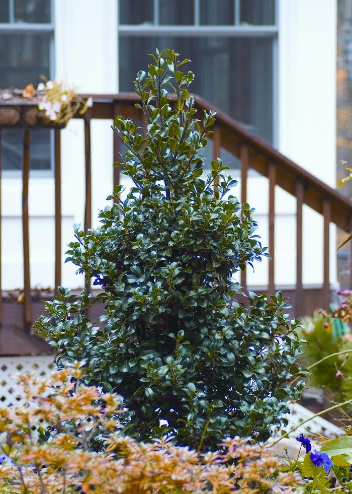 Ilex x meserveae Castle Spire® PP14310