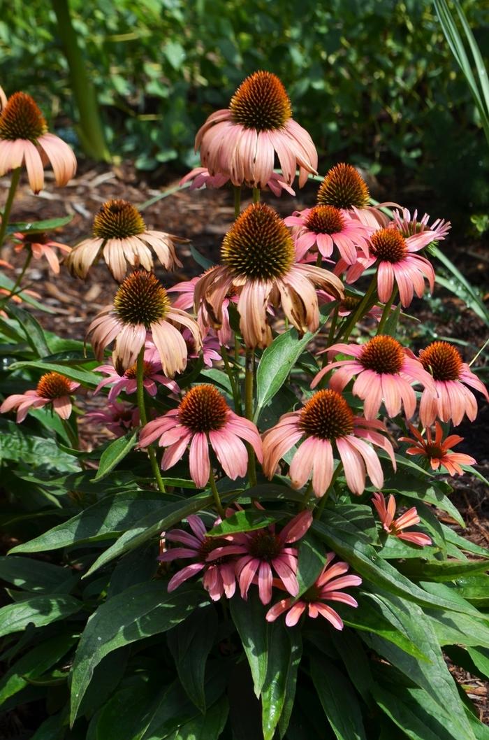 Echinacea Butterfly™ Julia PP24629