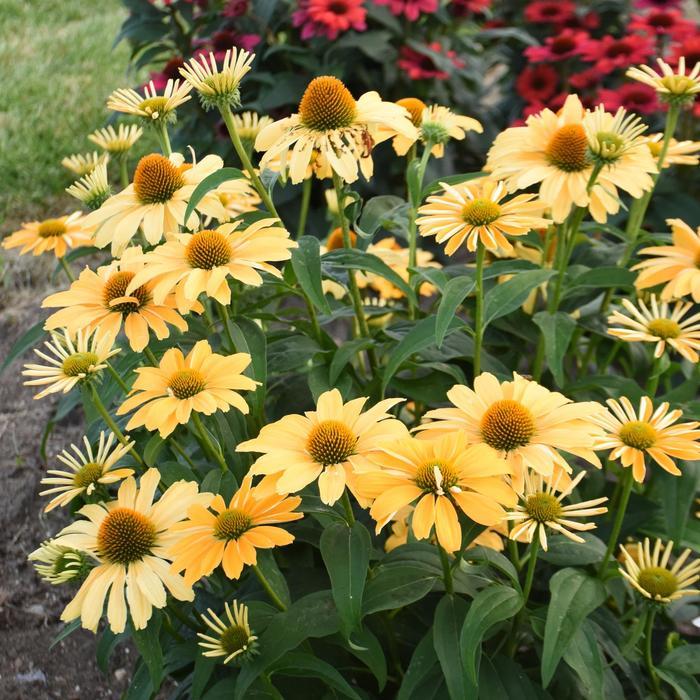Echinacea Color Coded® One in a Melon