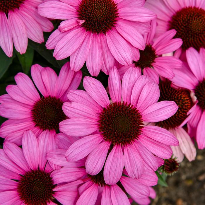 Echinacea Color Coded® The Fuchsia is Bright