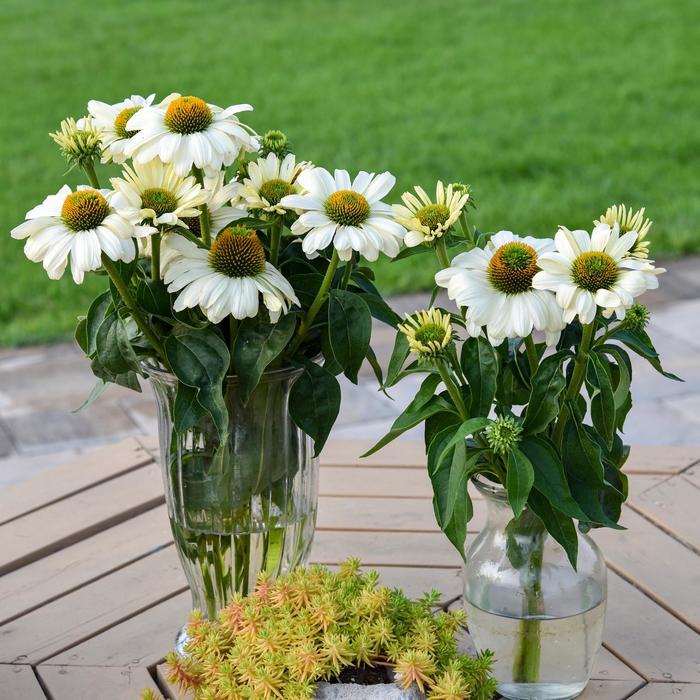 Echinacea Color Coded® The Price is White