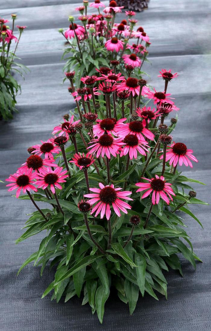 Echinacea Dark Shadows™ Wicked PPAF