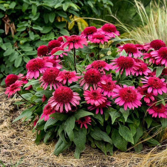 Echinacea Double Coded® Raspberry Beret PP35404