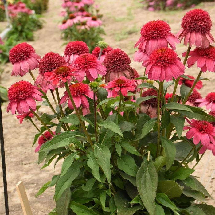 Echinacea Double Dipped® Watermelon Sugar PP35809