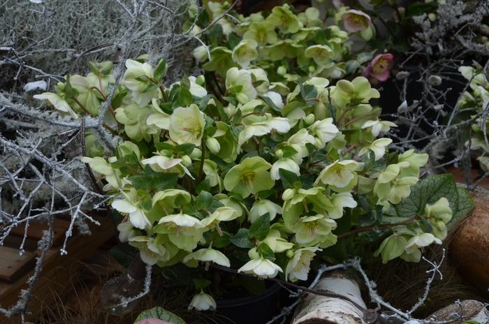 Helleborus Frostkiss® Molly's White