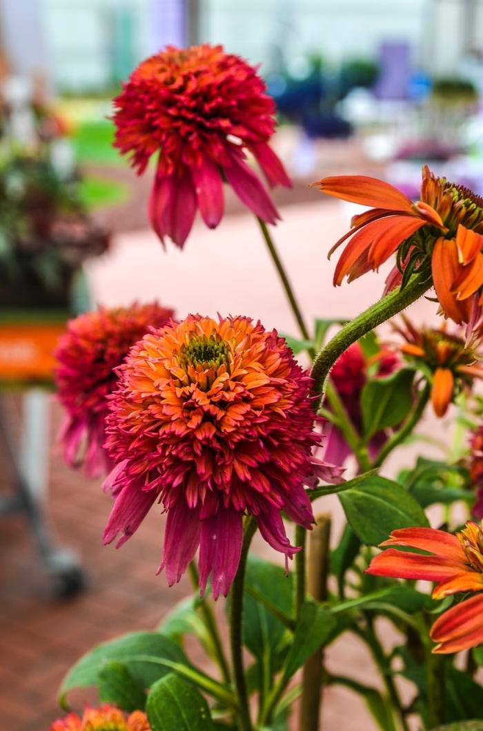 Echinacea Double Scoop™ Raspberry PPAF