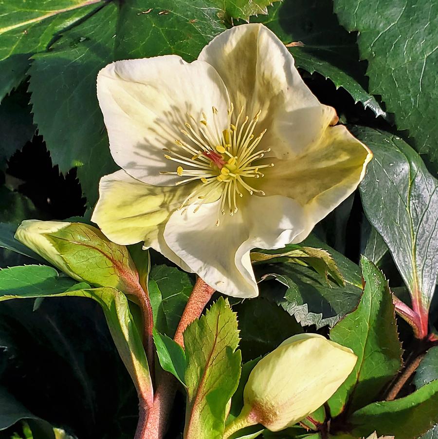 Helleborus HGC® Ice N' Roses® White