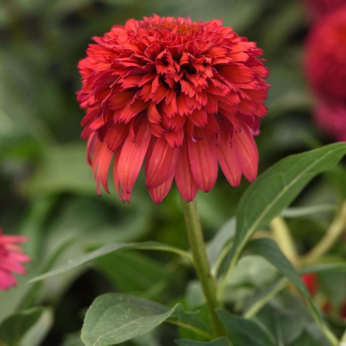 Echinacea Double Scoop™ Raspberry Deluxe