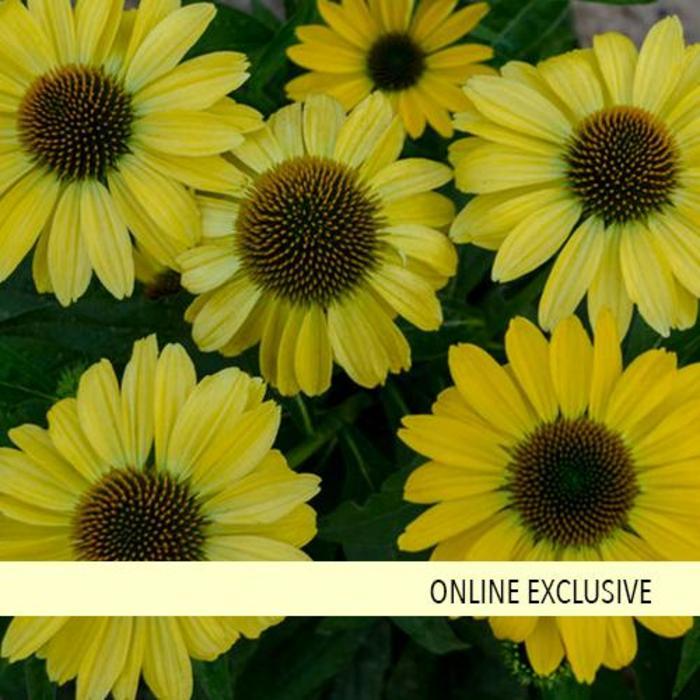 Echinacea Eye-Catcher® Canary Feathers PP32653