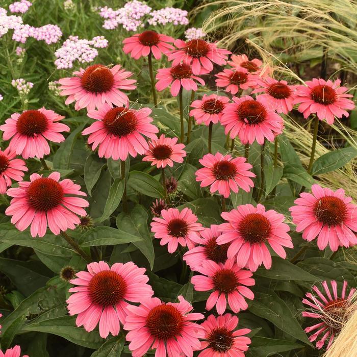 Echinacea Eye-Catcher® Coral Craze PP31889