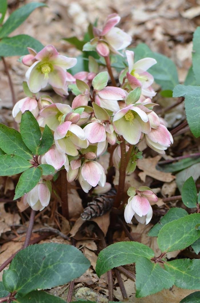 Helleborus Ivory Prince PP16199