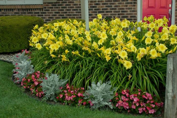 Hemerocallis Rainbow Rhythm® Going Bananas