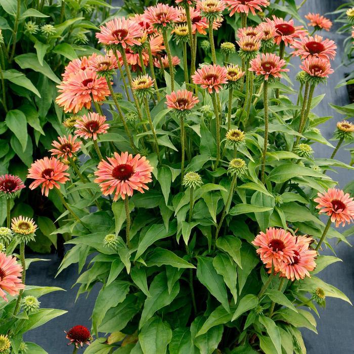 Echinacea Fresco™ Apricot
