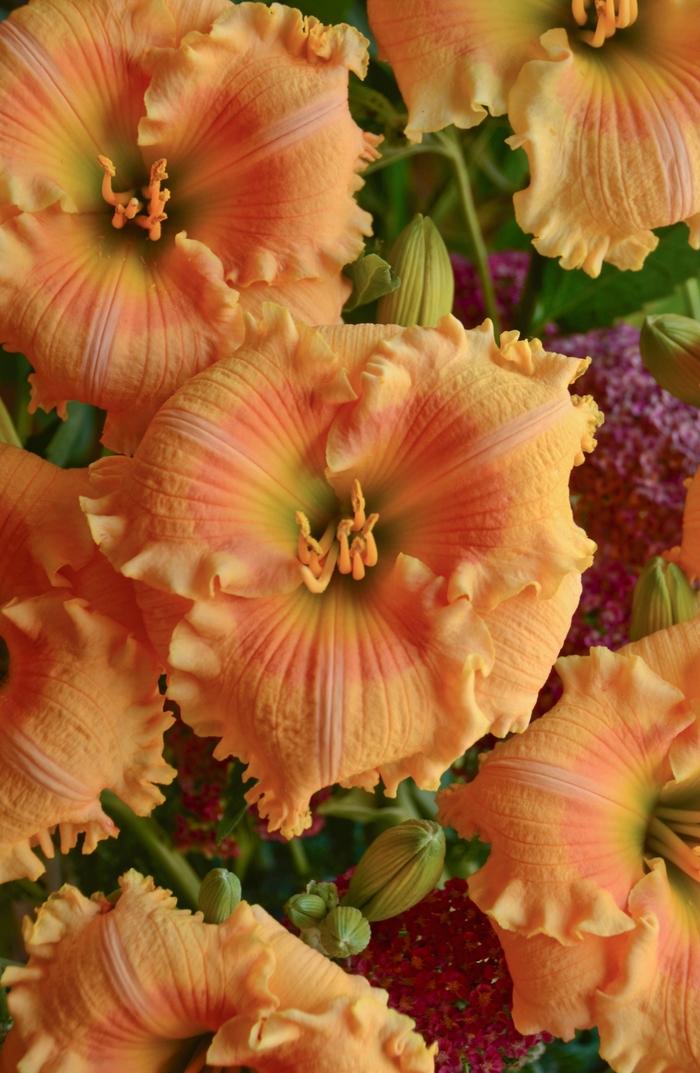 Hemerocallis Rainbow Rhythm® Orange Smoothie