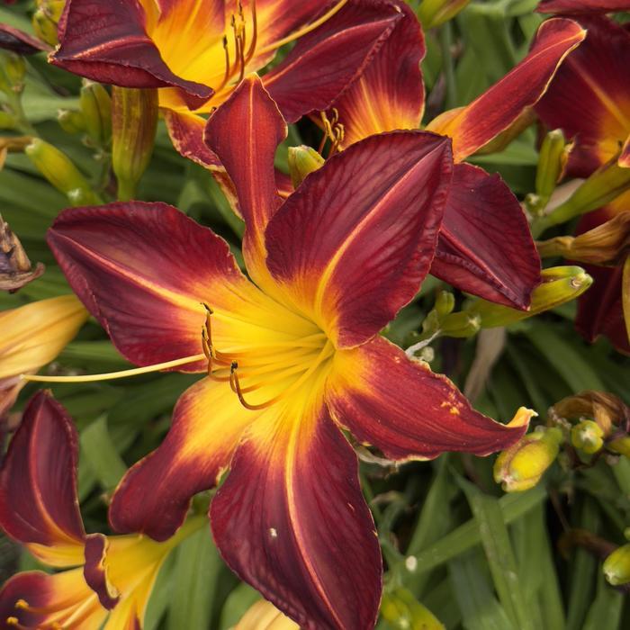 Hemerocallis Rainbow Rhythm® Ruby Spider